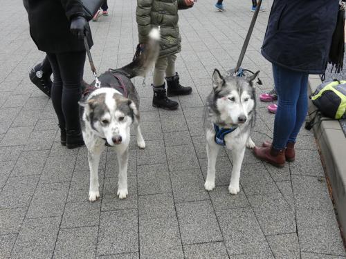 2018 12 29 - Skoczow - 1 Bieg NoToKaplica_005