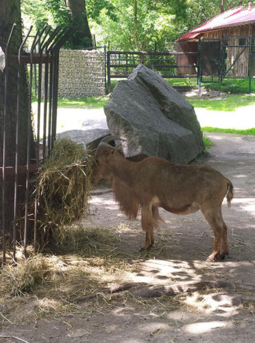 2022 06 19 - ZOO - Hosar Marzena - 01