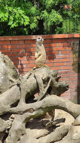 2022 06 19 - ZOO - Podzorski Dawid - 08