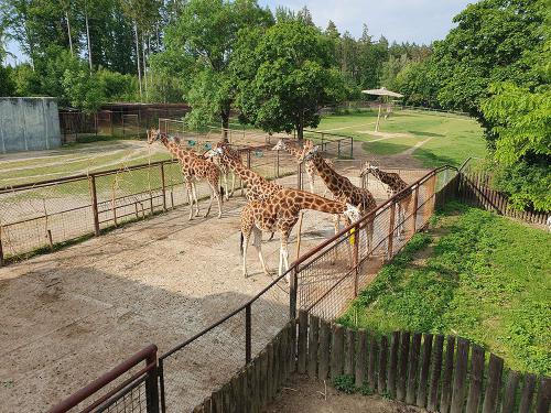 2024 06 15 - Olomuniec - Wycieczka do ZOO 04