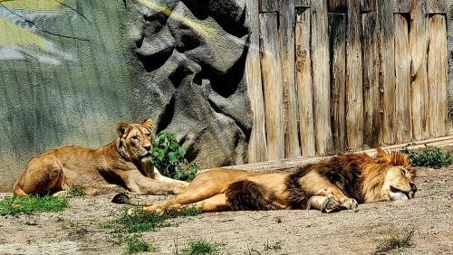 2024 06 15 - Olomuniec - Wycieczka do ZOO 21