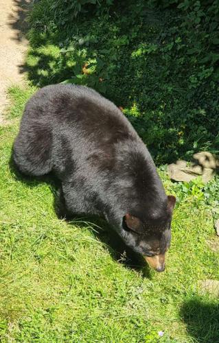 2024 06 15 - Olomuniec - Wycieczka do ZOO 33