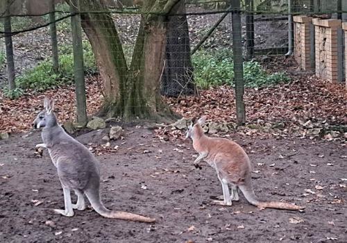 2024 11 30 - Opole - PKS - ZOO i Muzeum Piosenki 09