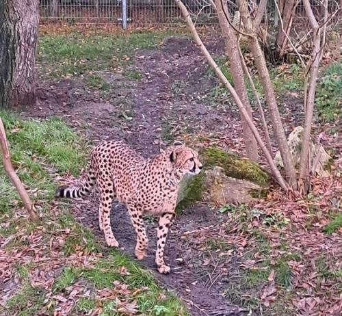 2024 11 30 - Opole - PKS - ZOO i Muzeum Piosenki 10