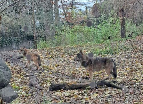 2024 11 30 - Opole - PKS - ZOO i Muzeum Piosenki 11
